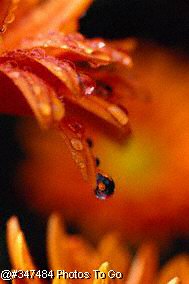 Raindrop with reflection of daisy